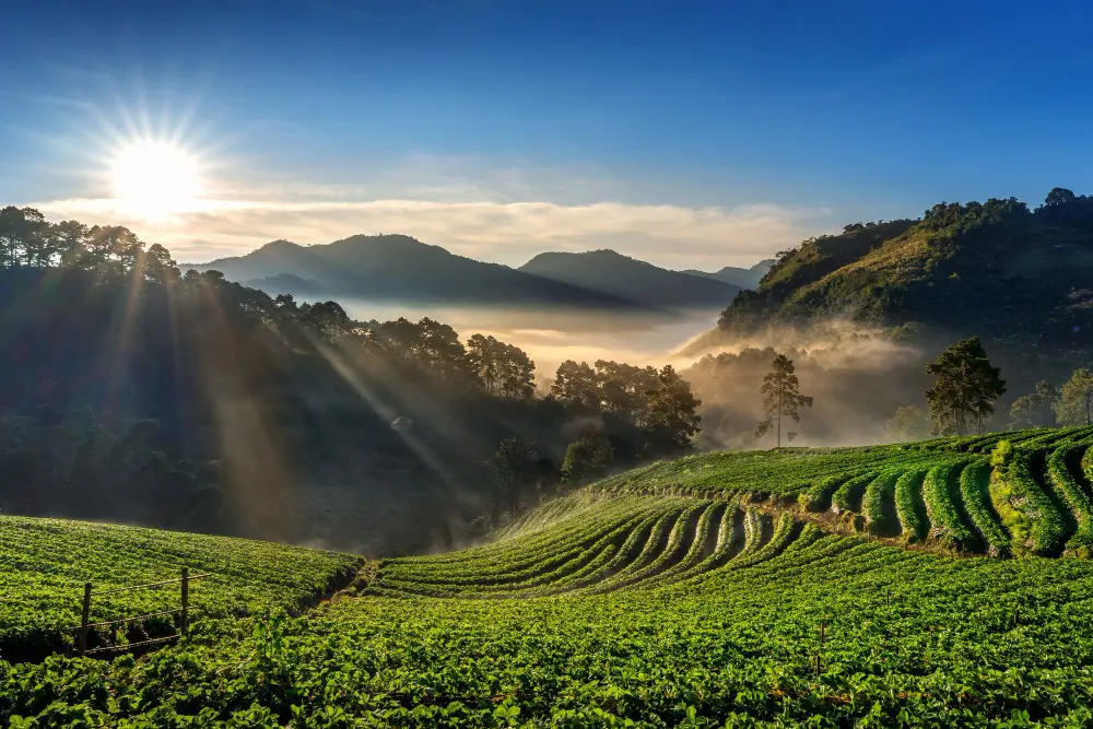 Munnar hills and tea gardens at sunrise